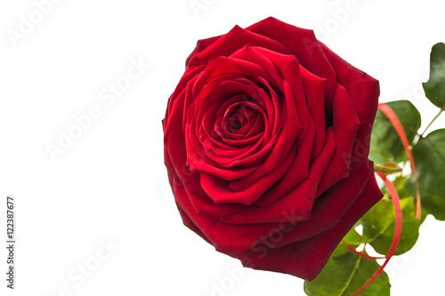One isolated lush rose. 1 rose on a white background with leaves.