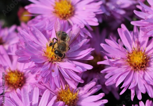 Little violet flower bee