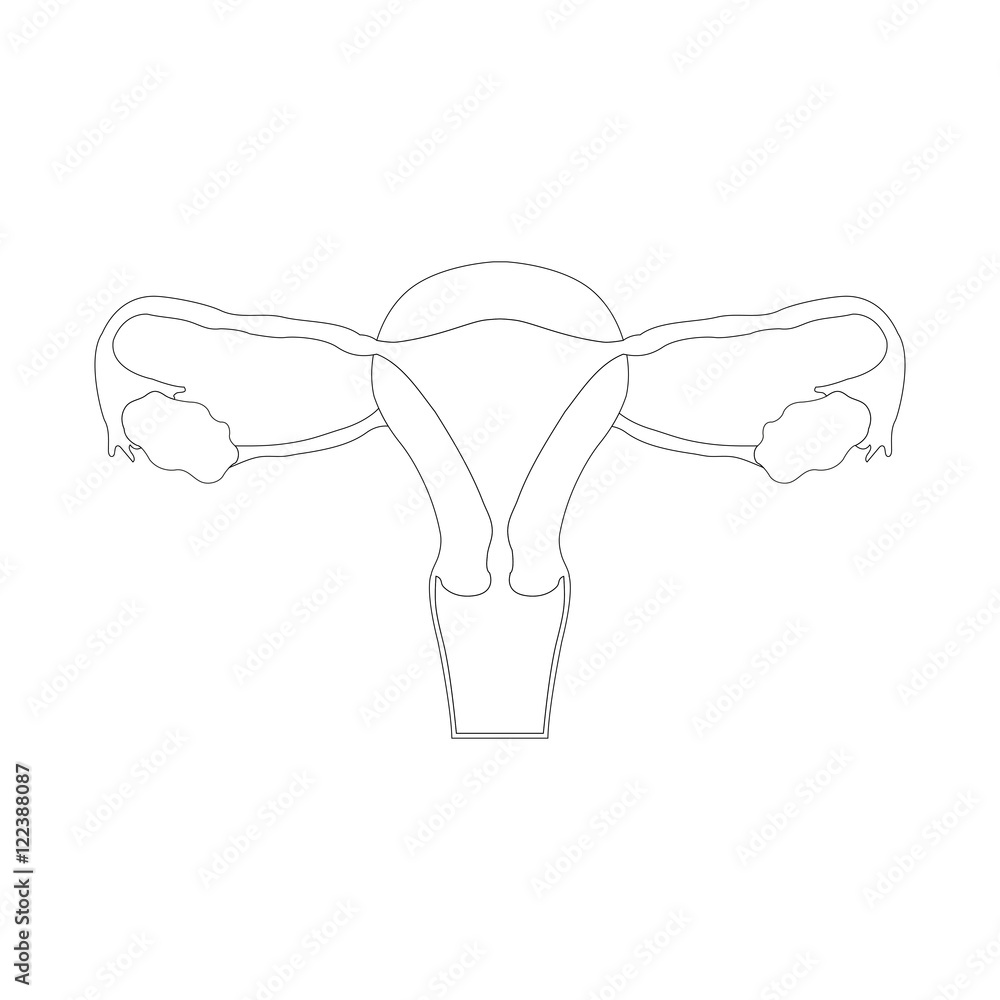 Continuous One Single Line Drawing Uterus And Ovaries, Organs Of Female  Reproductive System Royalty Free SVG, Cliparts, Vectors, and Stock  Illustration. Image 137933581.