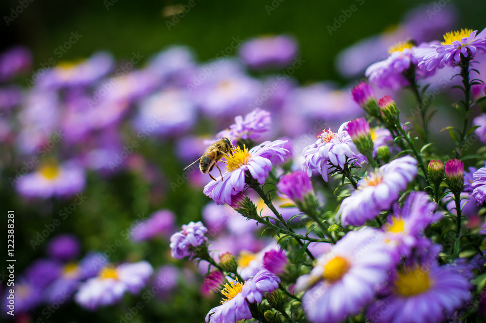bee on a fall Aster