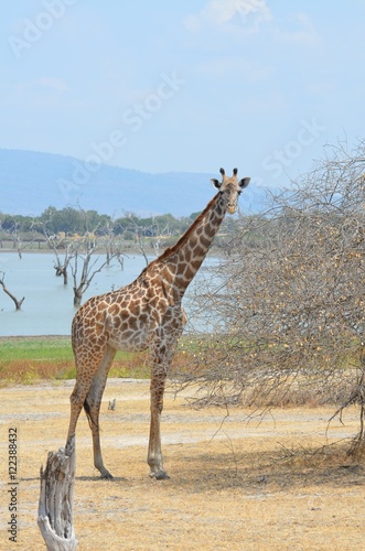 Giraffe On the shore of the lake Manza in the Selous game reserve in Tanzania in east Africa 