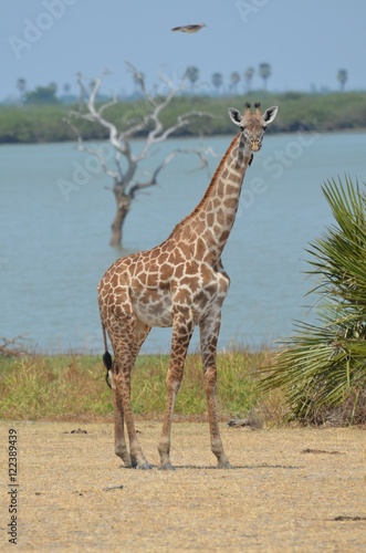 Giraffe On the shore of the lake Manza in the Selous game reserve in Tanzania in east Africa 