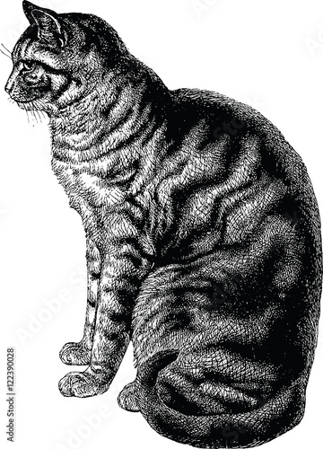 Obraz na płótnie Vintage illustration cat