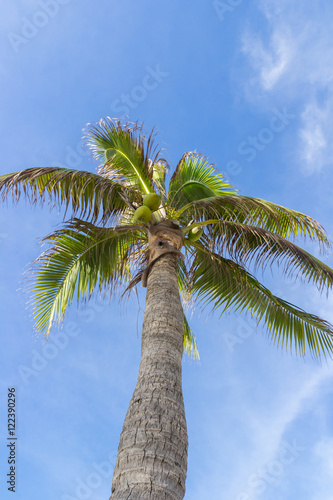 coconut tree under blue sky in sunny day