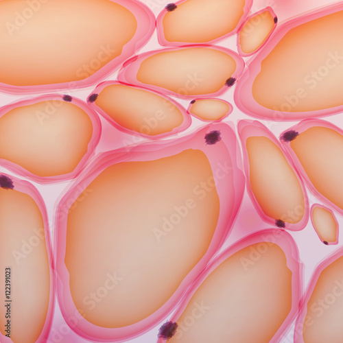 Adipose tissue, Fat Cells, Adipocytes - Vector Illustration