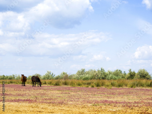wild horses in Letea, Danube Delta 