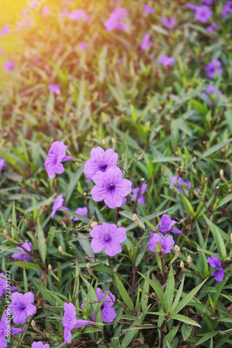 Purple ruellias flower in the garden in soft focus