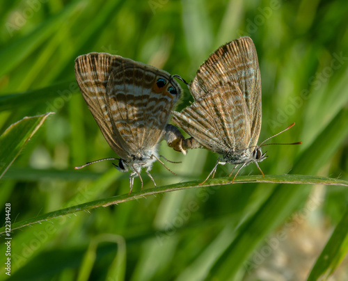 Sunset evening on the farm. / The evening sunset in cassava farms.