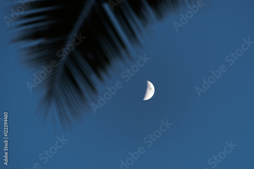 椰子の葉と月