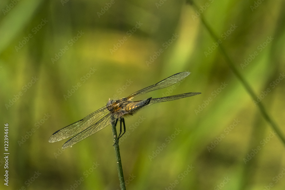 Dragonfly Dragonfly