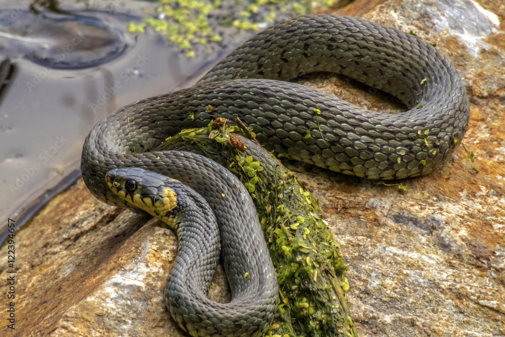Grass Snake Grass Snake