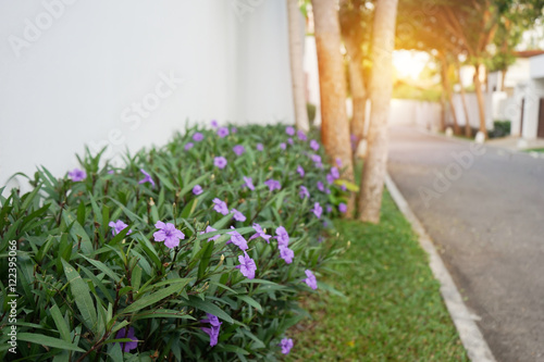 Purple ruellias flower in the garden near concrete fence and road in soft focus photo