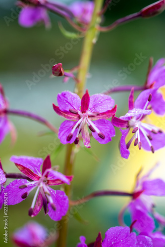 Angustifolium  Altai mountains  Russia