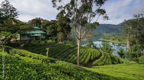 Sri Lanka's Hill Country and Tea estates