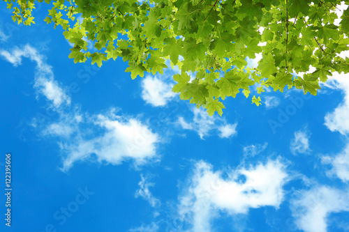 Tree branches with green leaves on sky background