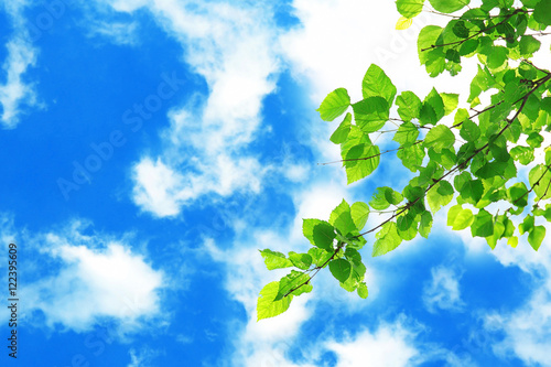 Tree branches with green leaves on sky background