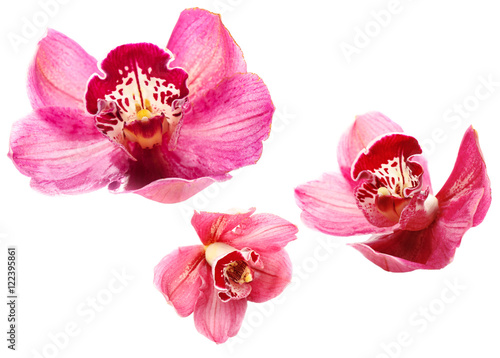 Beautiful pink orchid on white background © Africa Studio