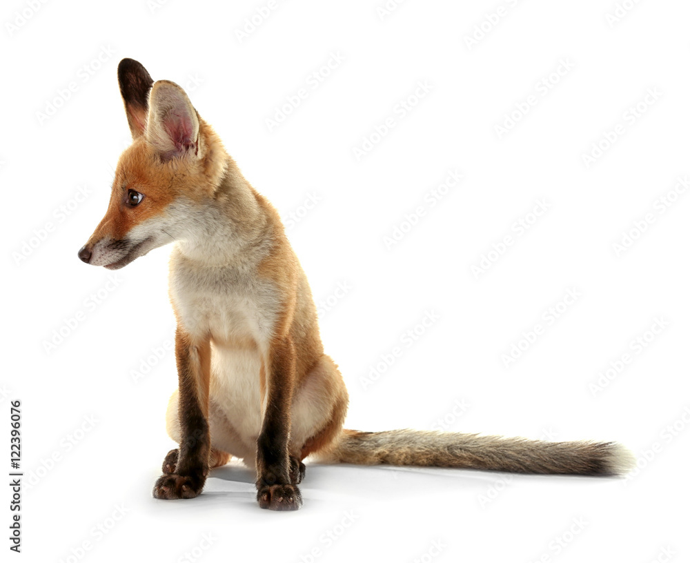 Fototapeta premium Little fox cub sitting isolated on white