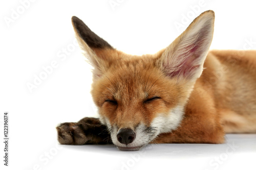 Beautiful fox cub lying isolated on white photo