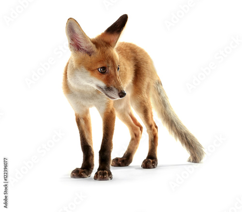 Fotografie Cute fox cub isolated on white