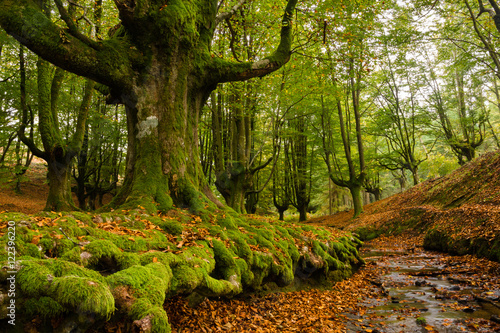 Fotografija FOREST IN AUTUMN