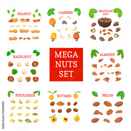 Mega nut vector set. Pecans, hazelnuts, peanuts, nutmeg, almonds, cashews, Brazil nuts, pistachio. Eight different types of nuts for the packaging design of brochures about nutrition