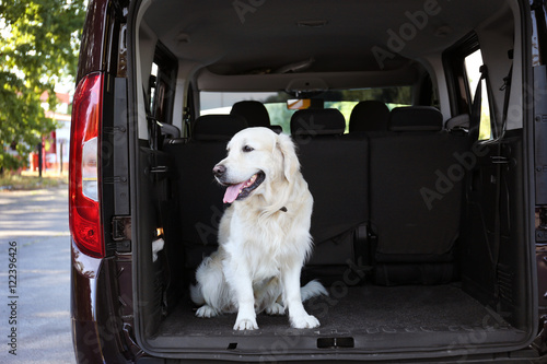 Fototapeta Naklejka Na Ścianę i Meble -  Cute Labrador dog in car