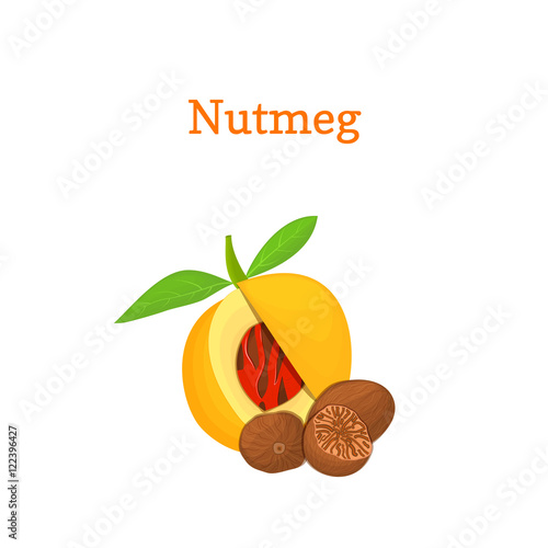 Nutmeg with leaves. Vector illustration of a handful of nutmeg spice nut isolated on white background it can be used as packaging design element, printing brochures on healthy and vegetarian diet