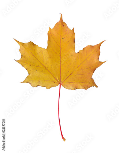 Yellow maple leaf