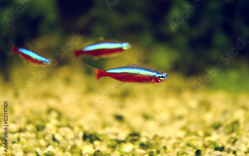 The cardinal tetra (Paracheirodon axelrodi) photo