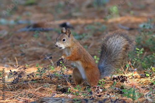 Sciurus vulgaris. Squirrel among the fallen needles © pisotckii