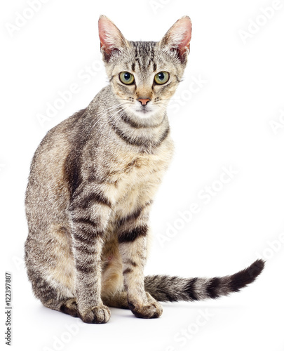 Wallpaper Mural Kitten on white background. Torontodigital.ca