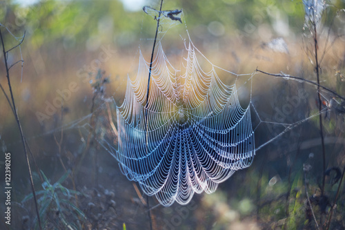 spider web in a water drops at the early morning