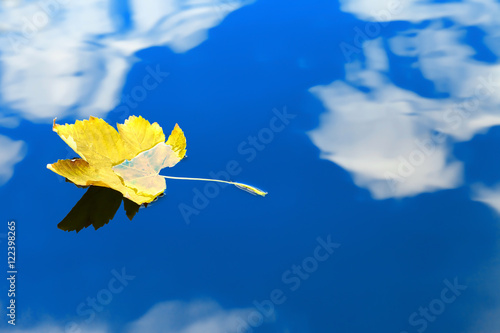 Autumn leaf floating on water reflection of the blue sky and white clouds