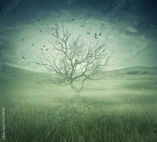 Lonely  bare tree in the middle of foggy field with birds flying around. Spooky halloween screensaver