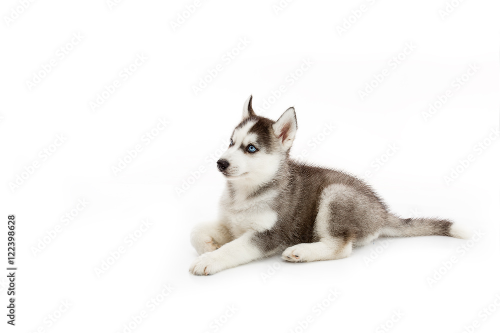 Siberian husky puppy isolated and white background Siberian husky puppy isolated and white background