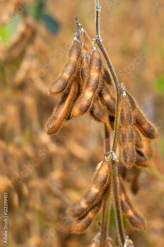 Ripe soybean plant