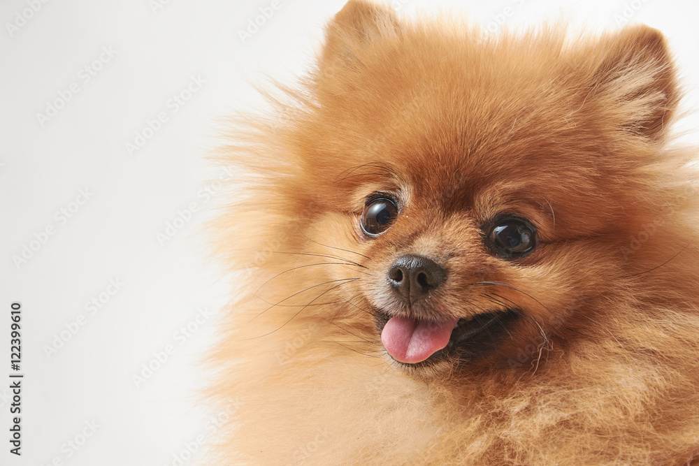 portrait of cute pomeranian dog