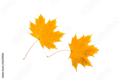 Two yellow  withered  maple leaves. On white  isolated background.