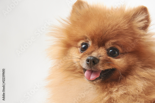 Fototapeta Naklejka Na Ścianę i Meble -  portrait of cute pomeranian dog