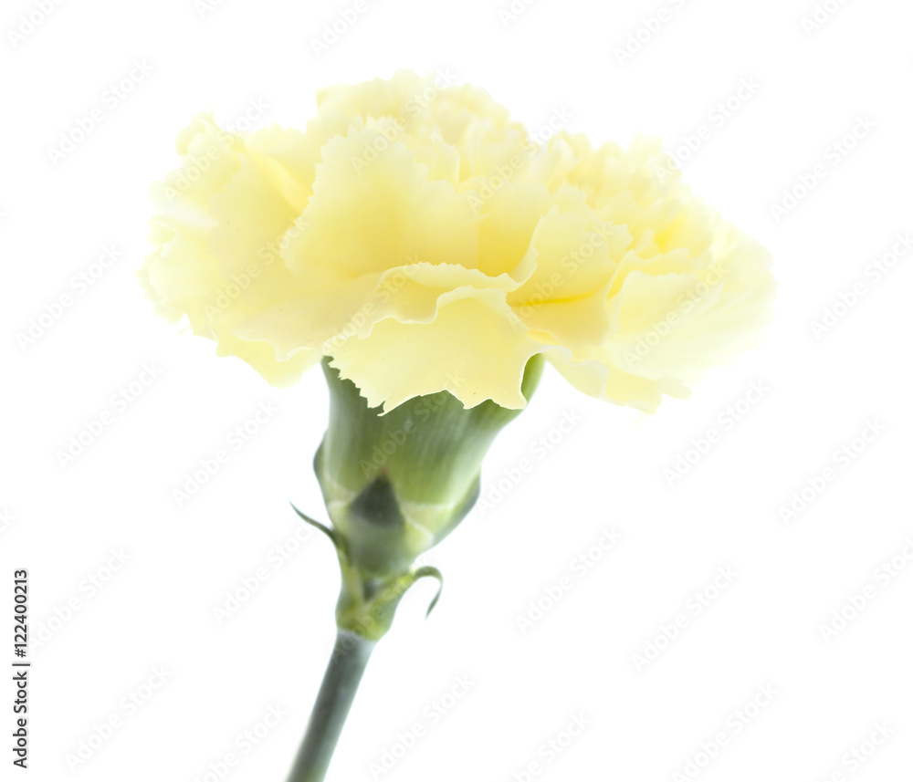 pale yellow carnation flowers isolated pale yellow carnation flowers isolated