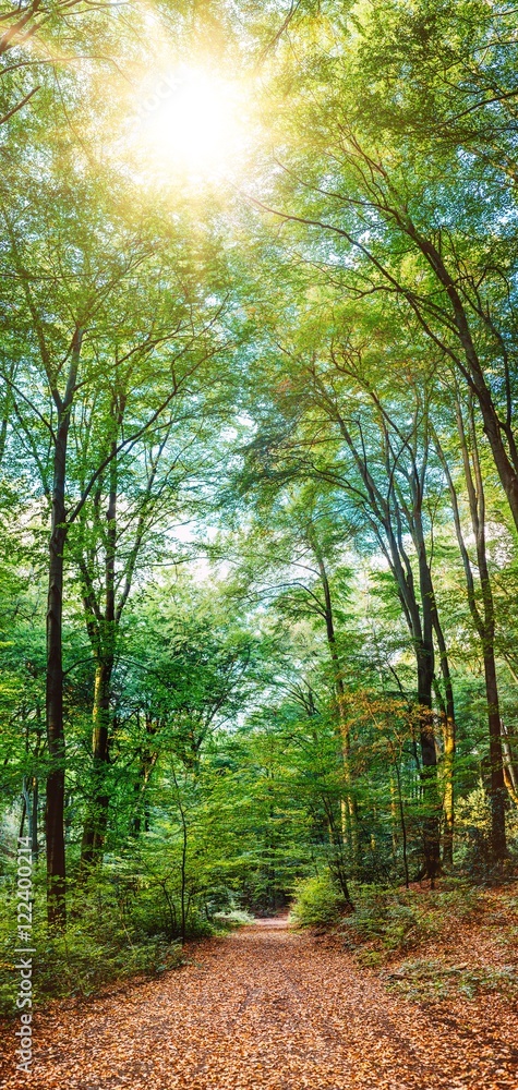 Fototapeta premium Herbst im Wald/Waldweg im Herbst