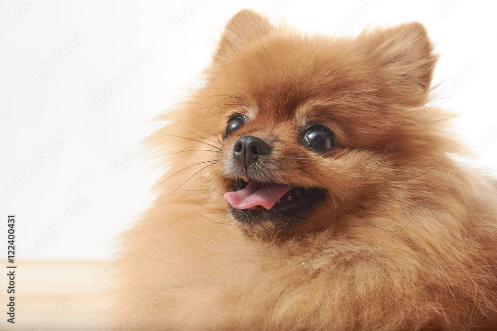 Obraz premium pomeranian dog sitting on wooden table