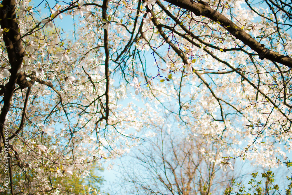 Charming white flowers of magnolia tree. Spring in Lviv, Ukraine Charming white flowers of magnolia tree. Spring in Lviv, Ukraine
