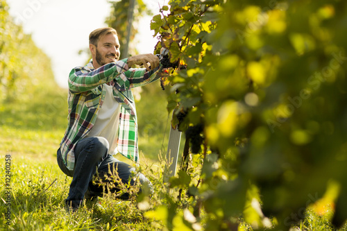 Obraz na plátně Man in a vineyard