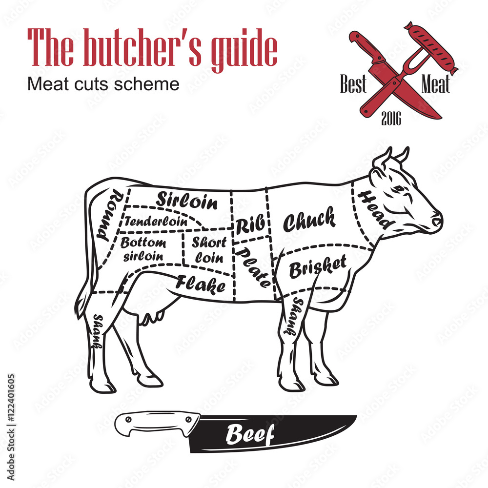 Butcher guide vector illustration. Cut scheme beef. Cow meat vintage ...