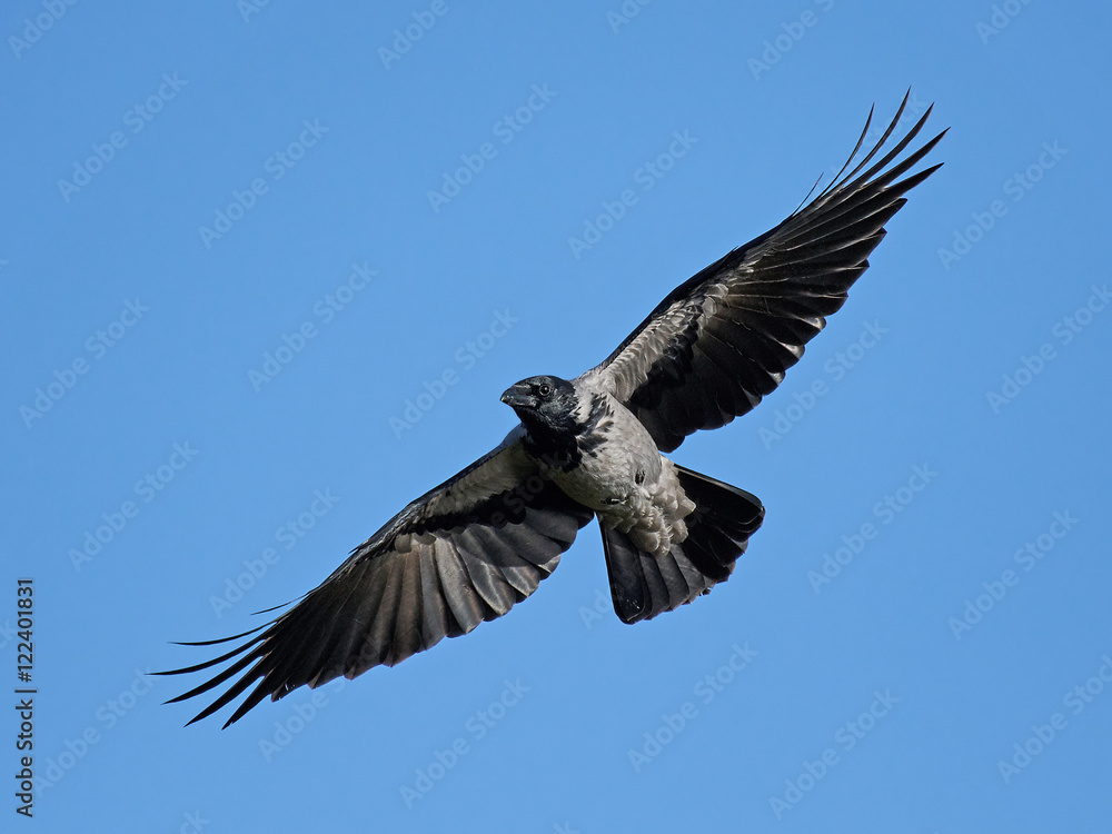 Naklejka premium Hooded crow (Corvus cornix)
