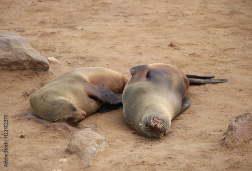 seals - robben - at cape cross - namibia