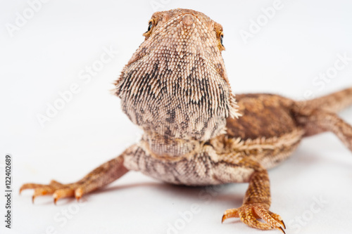 one agama bearded on white background.reptile close-up. © PBaishev