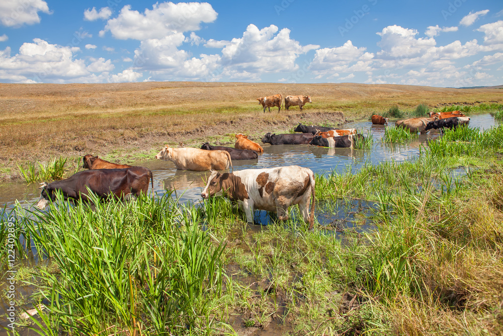 Obraz premium cattle standing in the water